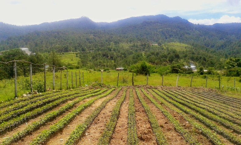 Honduras - Luna Azul Decaf